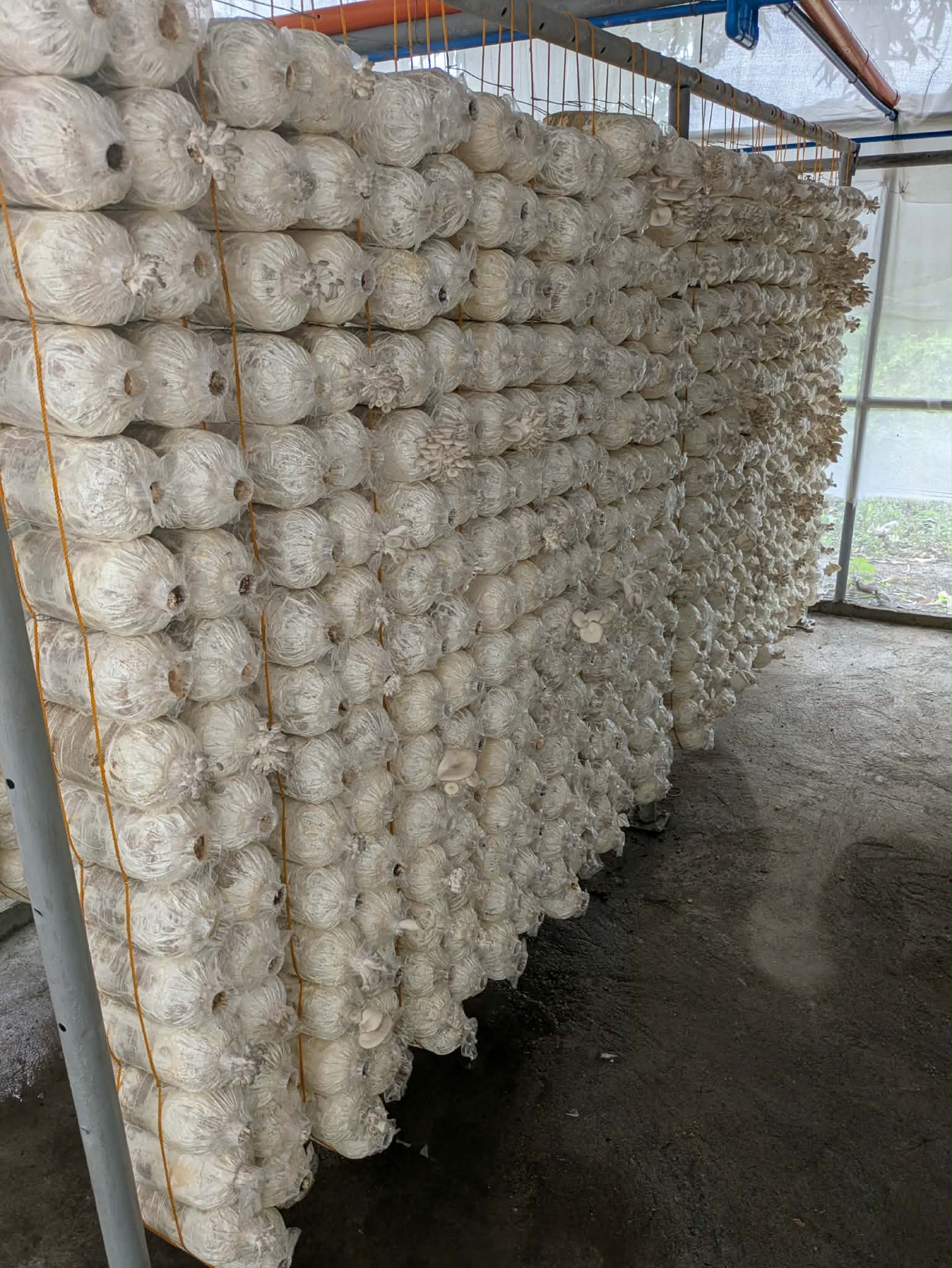 Ninong Wren mushroom growing house
